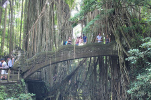 Affenwald in Ubud