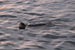 Wasserschildkröte