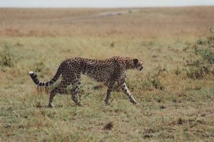 Cheetah bzw Gepard
