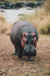 Hippo