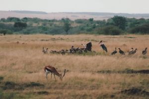 Die Aasfresser verputzen den Rest