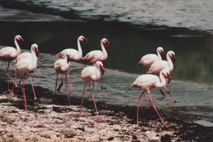 Flamingos am Crater Lake