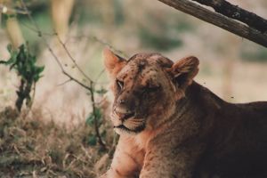 Ein seltener Anblick im Nakuru NP