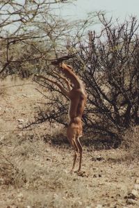 Gerenuk