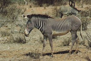 Grevy Zebras