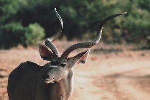 Pracht-Kudu