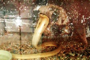 Cobra im Schlangentempel