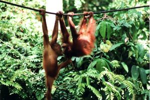 Orang Utan