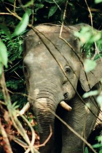 Borneo Elefant