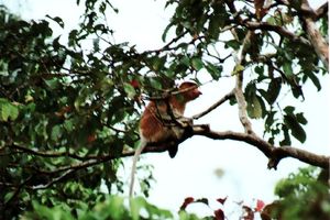 Proboscis oder Nasenaffen