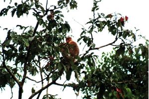 Proboscis oder Nasenaffen