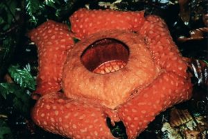 Rafflesia - die größte Blume der Welt
