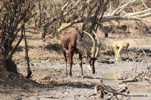 Sable Antilope