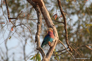 Lilac-breasted Roller