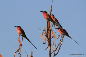 Southern Carmine Bee-Eater