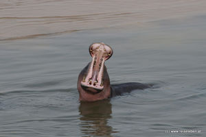 Luangwa River