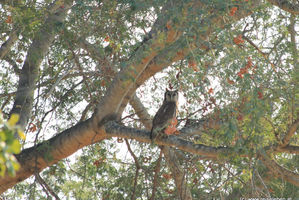 Verreaux's Giant Eagle Owl