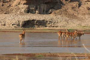 Morgendlicher Gamewalk