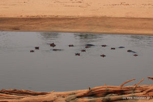 Am Luangwa River