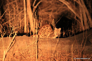 Large spottet Genet - Ginsterkatze