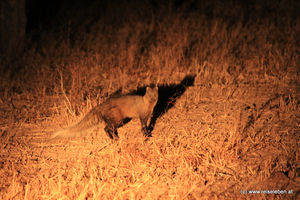 White-tailed Mongoose