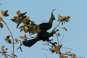 Schalow's Turaco