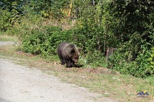 Braunbären