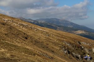 Schafherde in den Karpaten