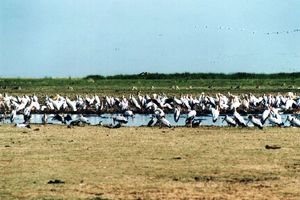 Pelikane am Lake Manyara