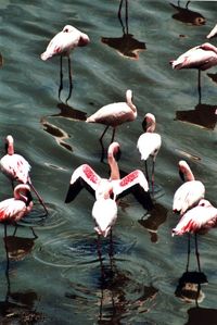 Flamingos