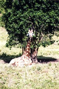 Eine sitzende Giraffe...