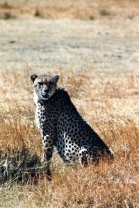 Cheetah - zum Greifen nah!