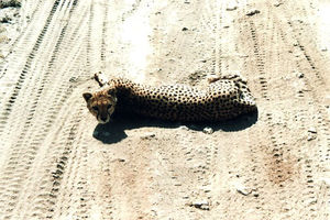 Cheetah - zum Greifen nah!