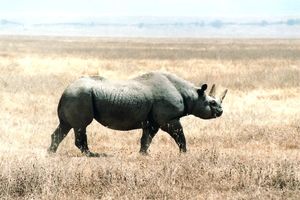 Black Rhino