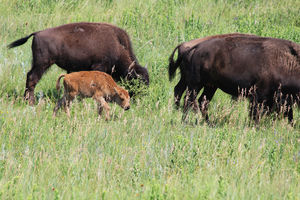 Bison Familie