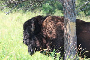 American Buffalo