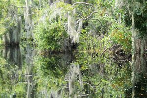 Okefenokee Swamp