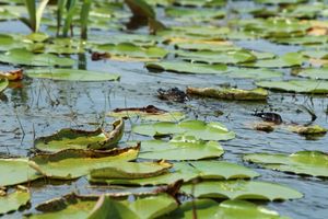 Baby-gator im Wasser