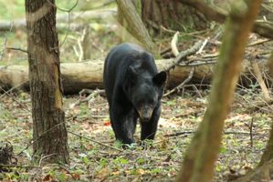 Schwarzbär