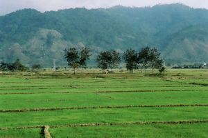 Saftig grüne Reisfelder