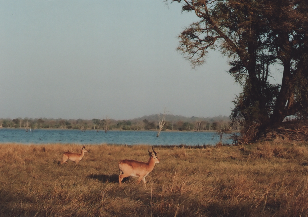 Reedbuck