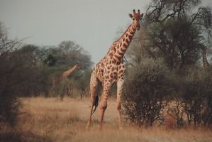 Giraffen vor der Haustür