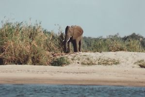 Zambezi