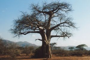 Ein wunderschöner Baobab