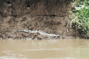 Krokodil am Flussufer